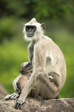 Langur