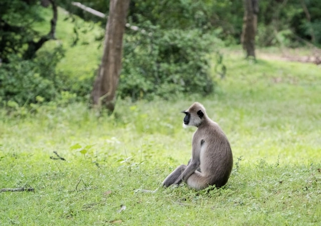 Langur