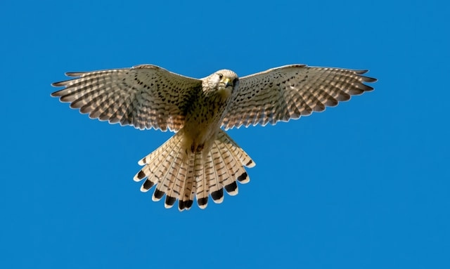 Lanner Falcon