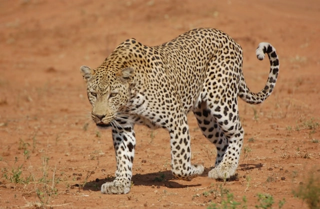 Leopardo