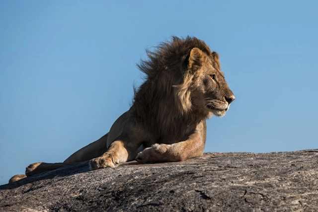 León