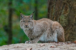 Lince