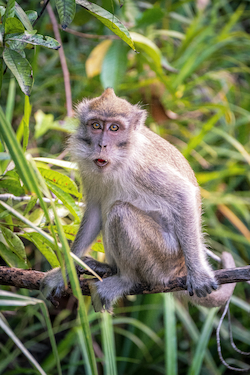 Macaque