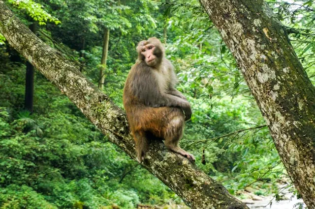 Macaque