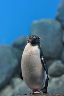 Pingüino macaroni
