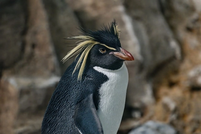 Pingüino macaroni