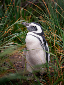 Pingüino de Magallanes