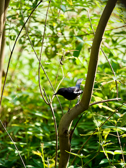 Magpie Robin