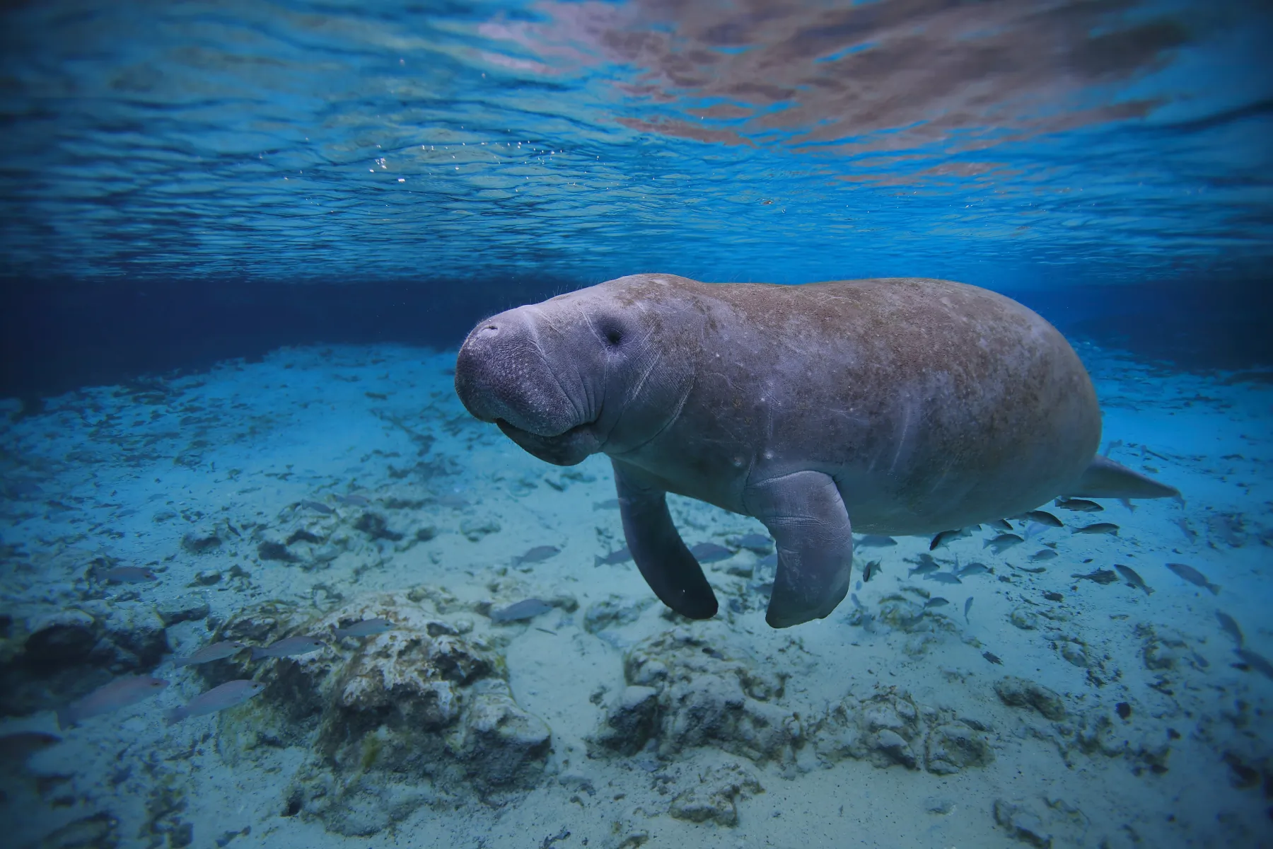 Manatee 2025 Incredible Facts Habitat Diet More Manatee 2025 Incredible Facts Habitat Diet More