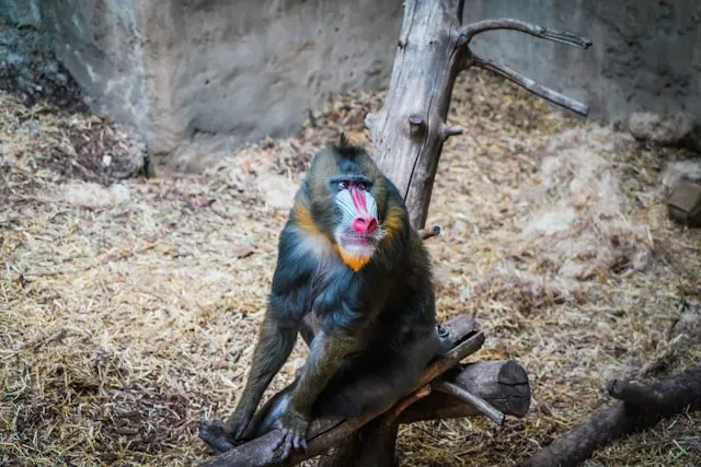 Mandrill