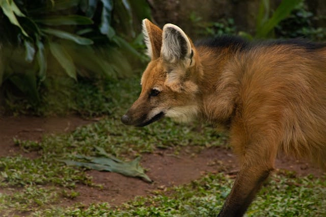 Aguará Guazú