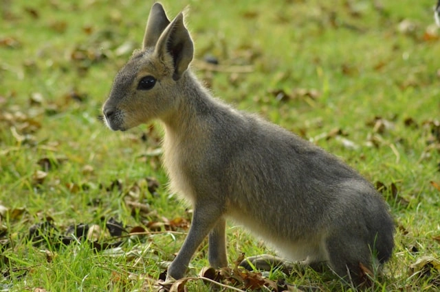 Mara