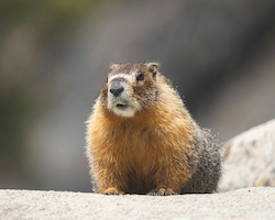 Marmota
