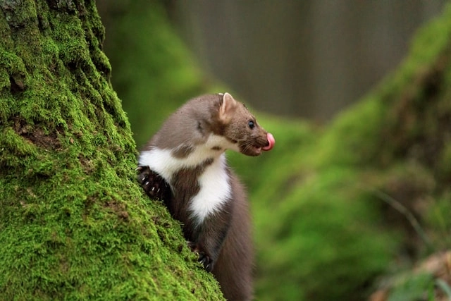 Marten
