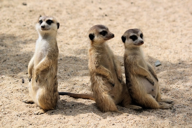 Suricata