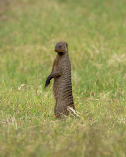 Mongoose