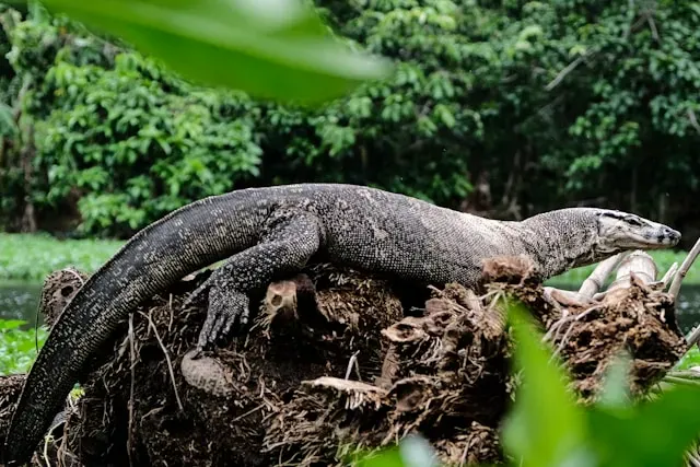 Lagarto monitor