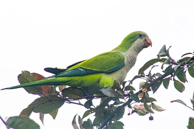 Monk Parakeet