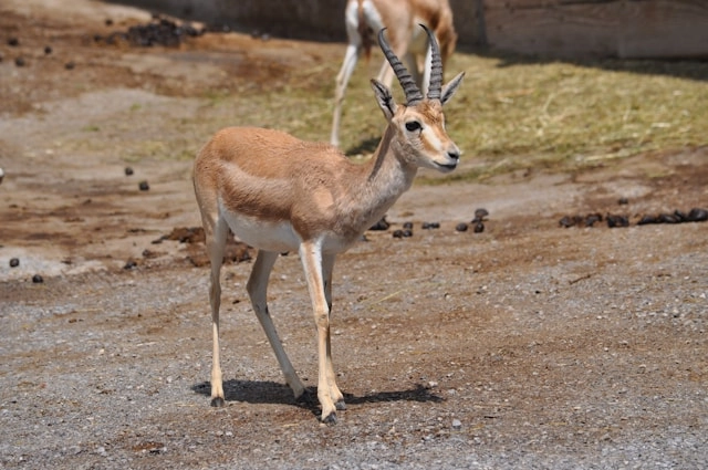 Mountain Gazelle