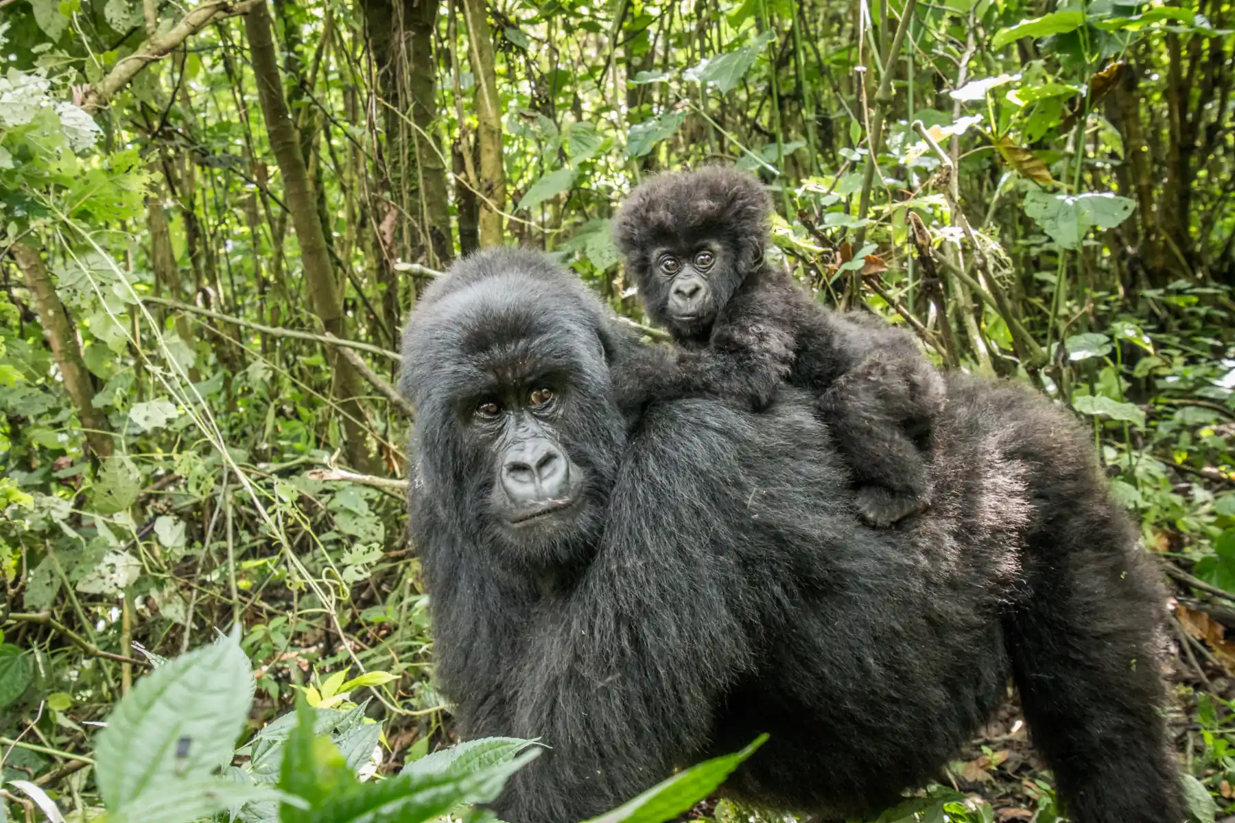 Mountain Gorilla 2026 Incredible Facts Habitat Diet More