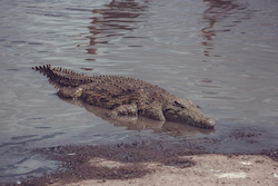 Mugger Crocodile