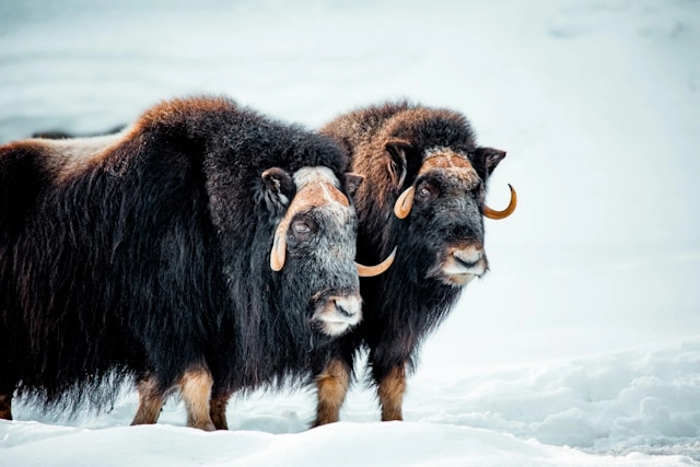Musk Ox