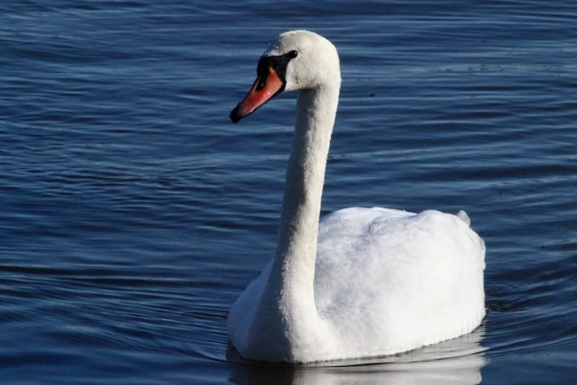 Mute Swan