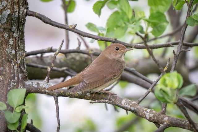 Nightingale