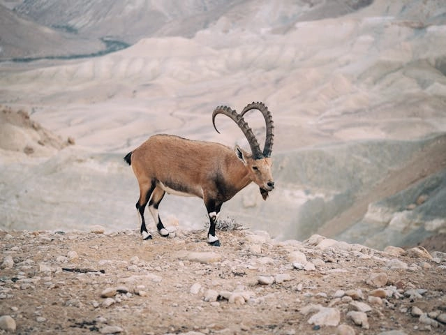 Nubian Ibex