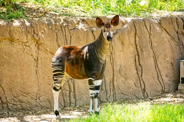 Okapi
