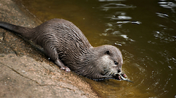 Nutria