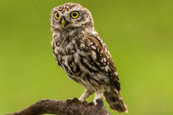 Búho