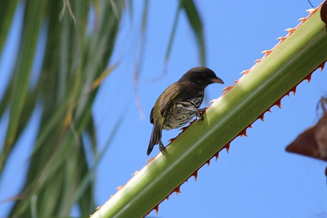 Cigua Palmera