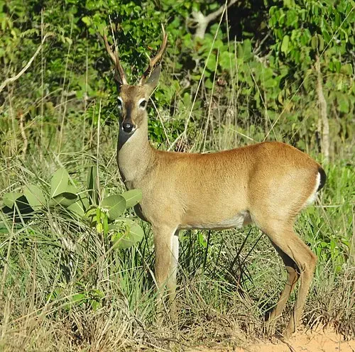 Venado de las pampas