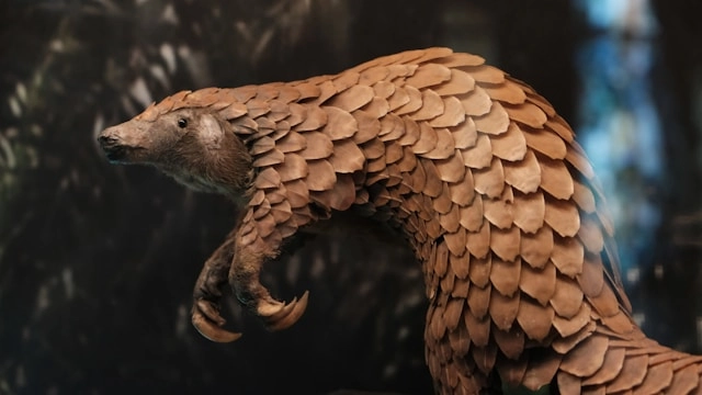 Pangolín