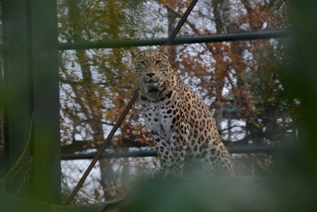 Leopardo Persa