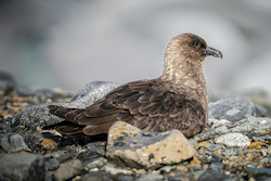 Petrel