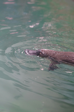 Platypus