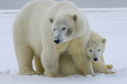 Oso Polar