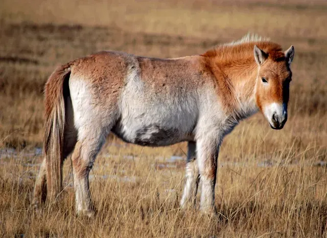 Caballo De Przewalski