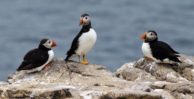 Puffin