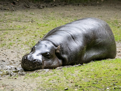 Pygmy Hippo