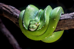 Python