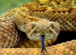 Serpiente de Cascabel