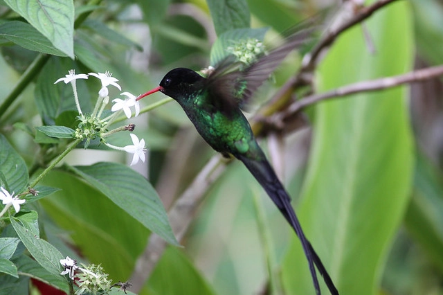 Red-billed Streamertail