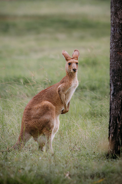 Red Kangaroo