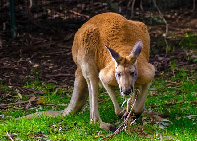 Red Kangaroo