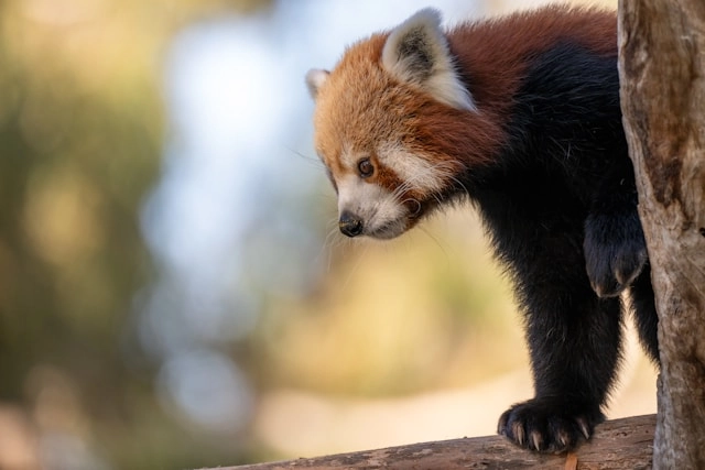 Red Panda