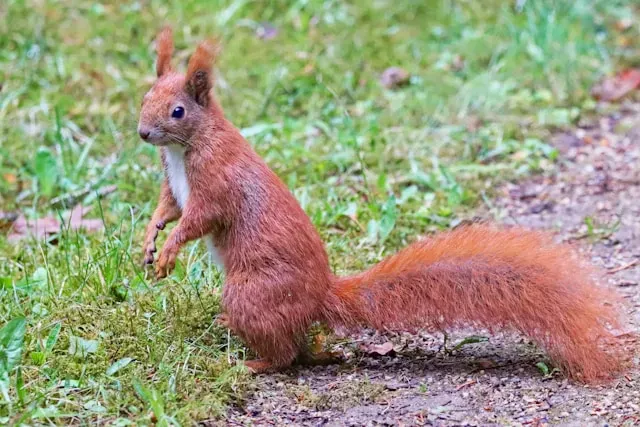 Red Squirrel