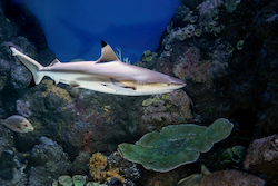 Reef Shark